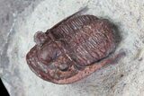 Red Aulacopleura & Leonaspis Trilobites - Hmar Laghdad, Morocco #82973-1